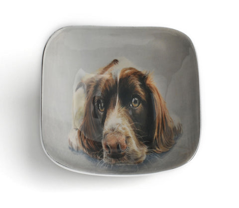 Springer Spaniel Square Bowl (Trade min 4 / Retail min 1)